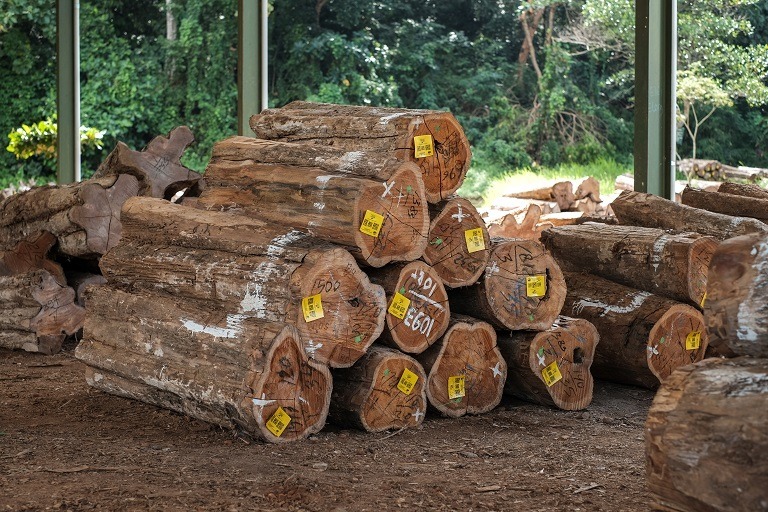 Perumperhutani